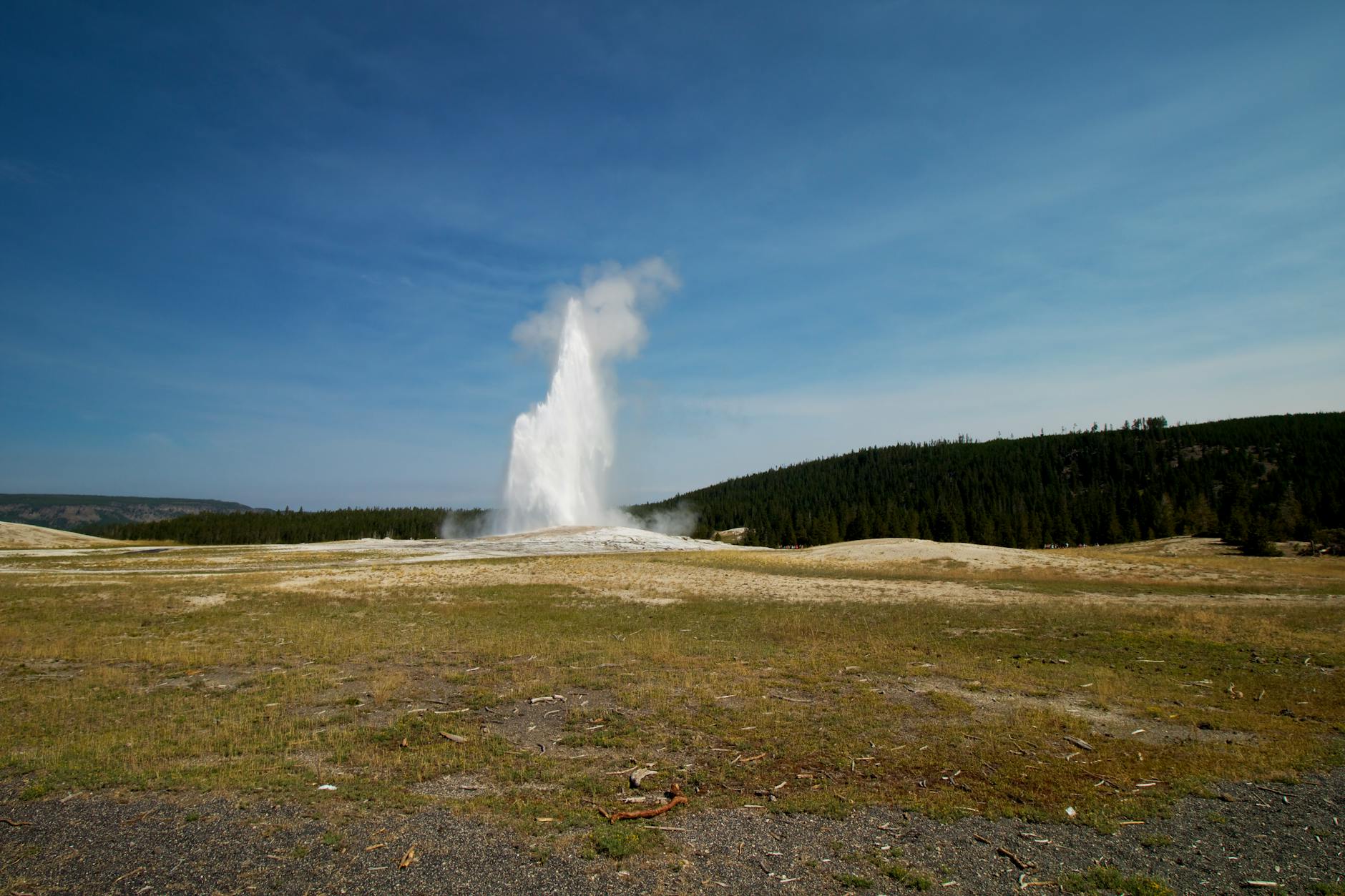 Old Faithful geyser erupting in Yellowstone National Park under clear blue sky