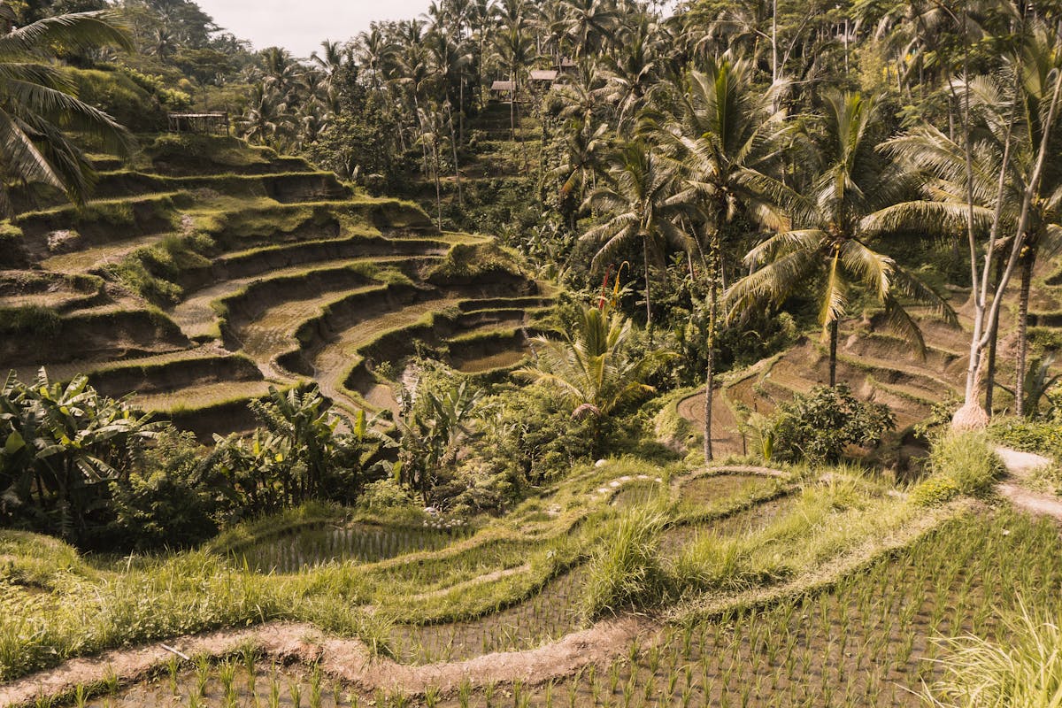 Bali rice terraces with lush green paddies on a hillside