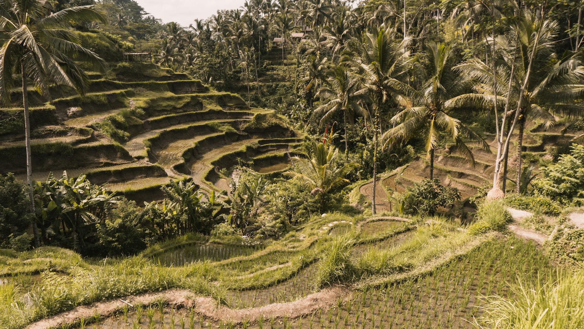 Tegalalang rice terraces in Ubud Bali, a Bali with kids Ubud zone highlight for Australian families
