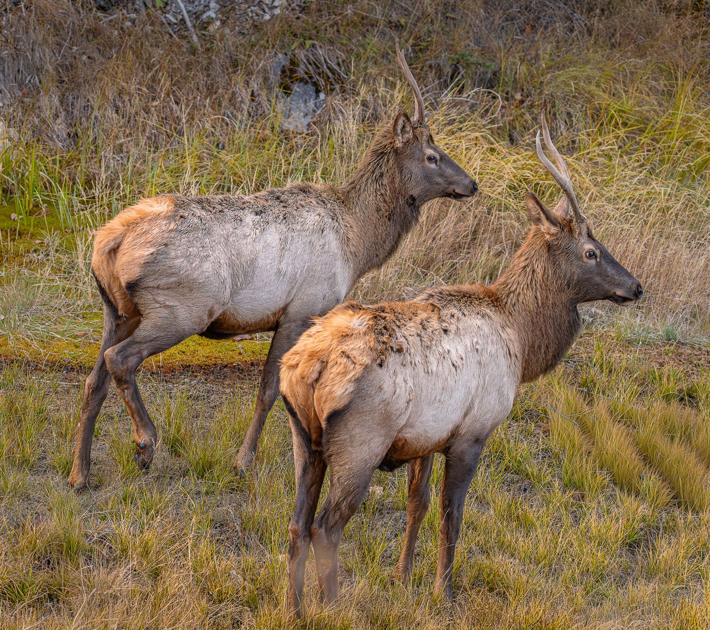 Two elk in a grassy meadow in the Canadian Rockies &mdash; the roadside wildlife sighting kids hope for on a Banff itinerary