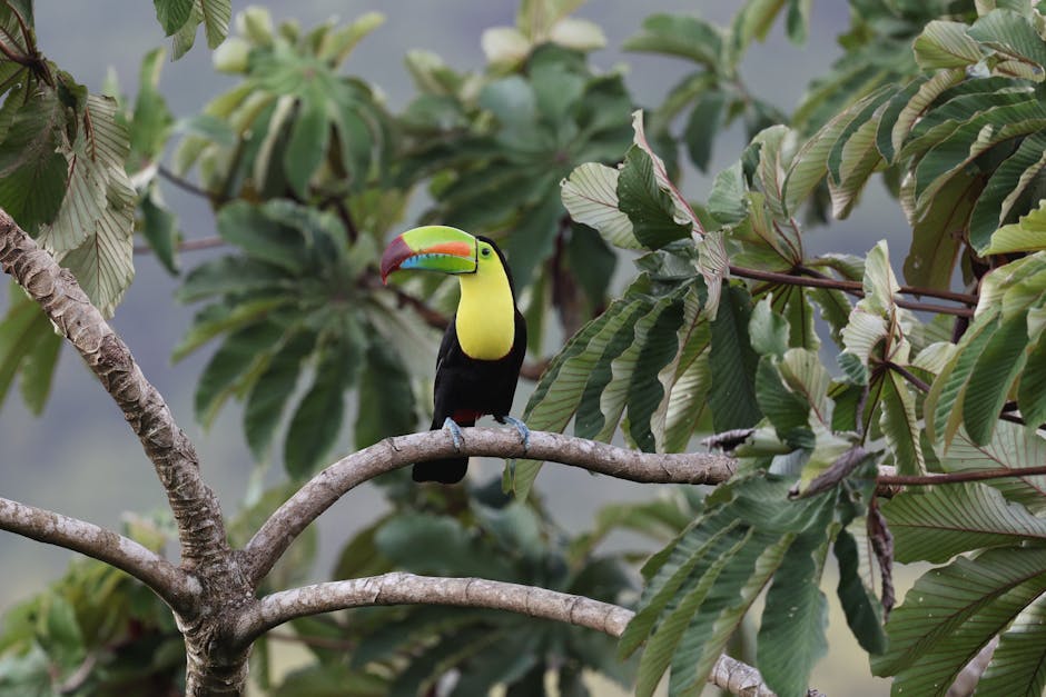 Keel-billed toucan perched in tropical Costa Rica rainforest canopy