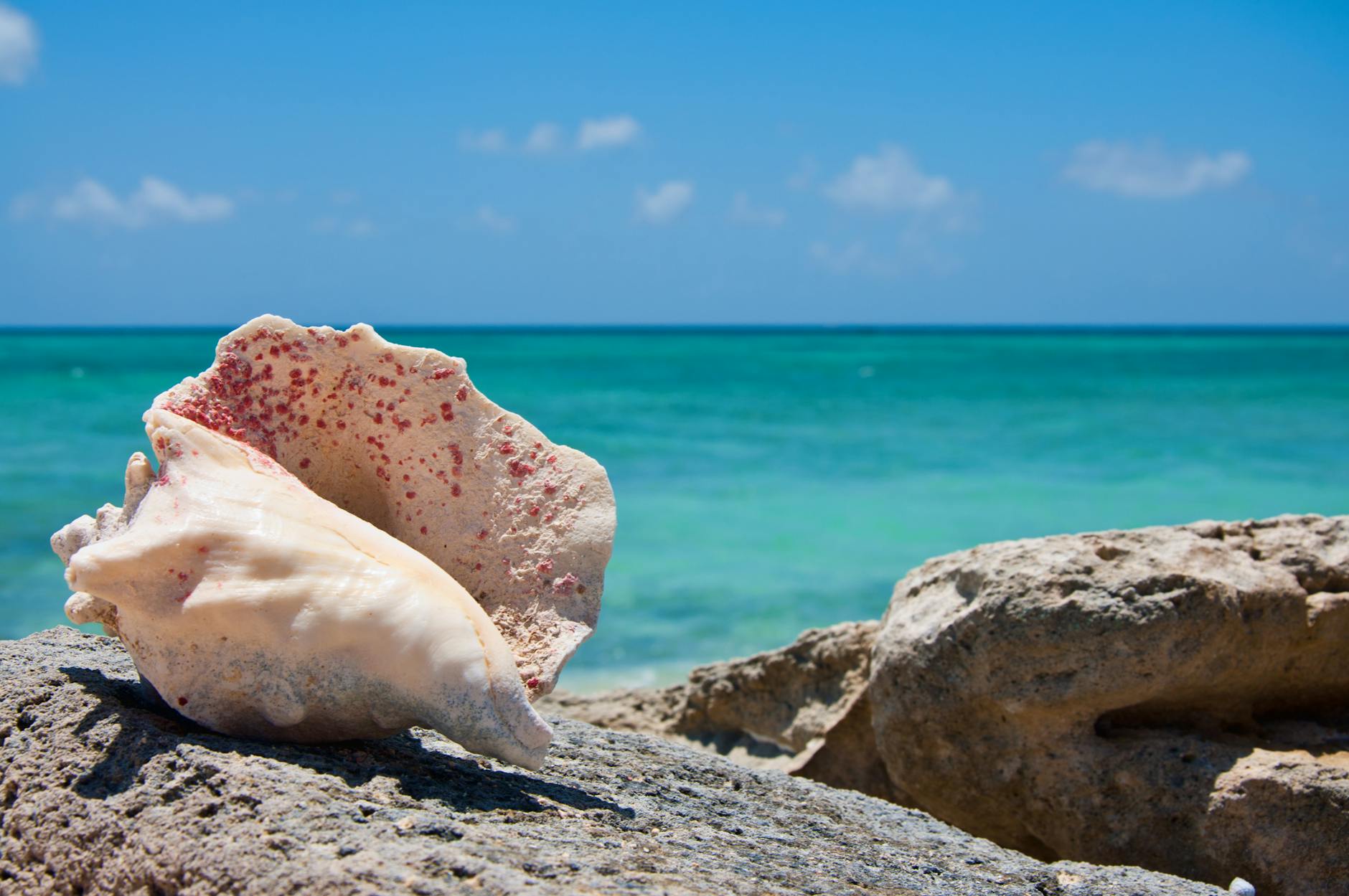 Conch shell resting on rocks with clear blue Caribbean sea in Turks and Caicos