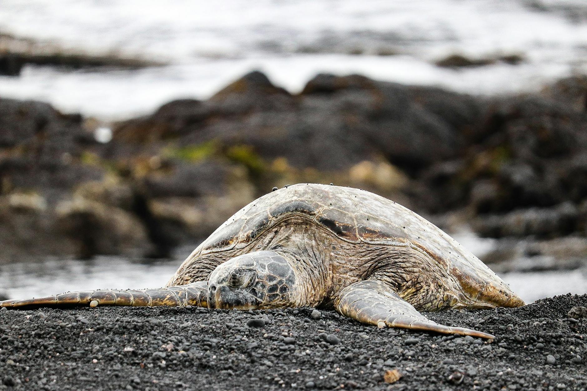 Green sea turtle resting on a black sand beach in Hawaii &mdash; the Punalu'u-style scene that defines the Big Island's Hilo coast