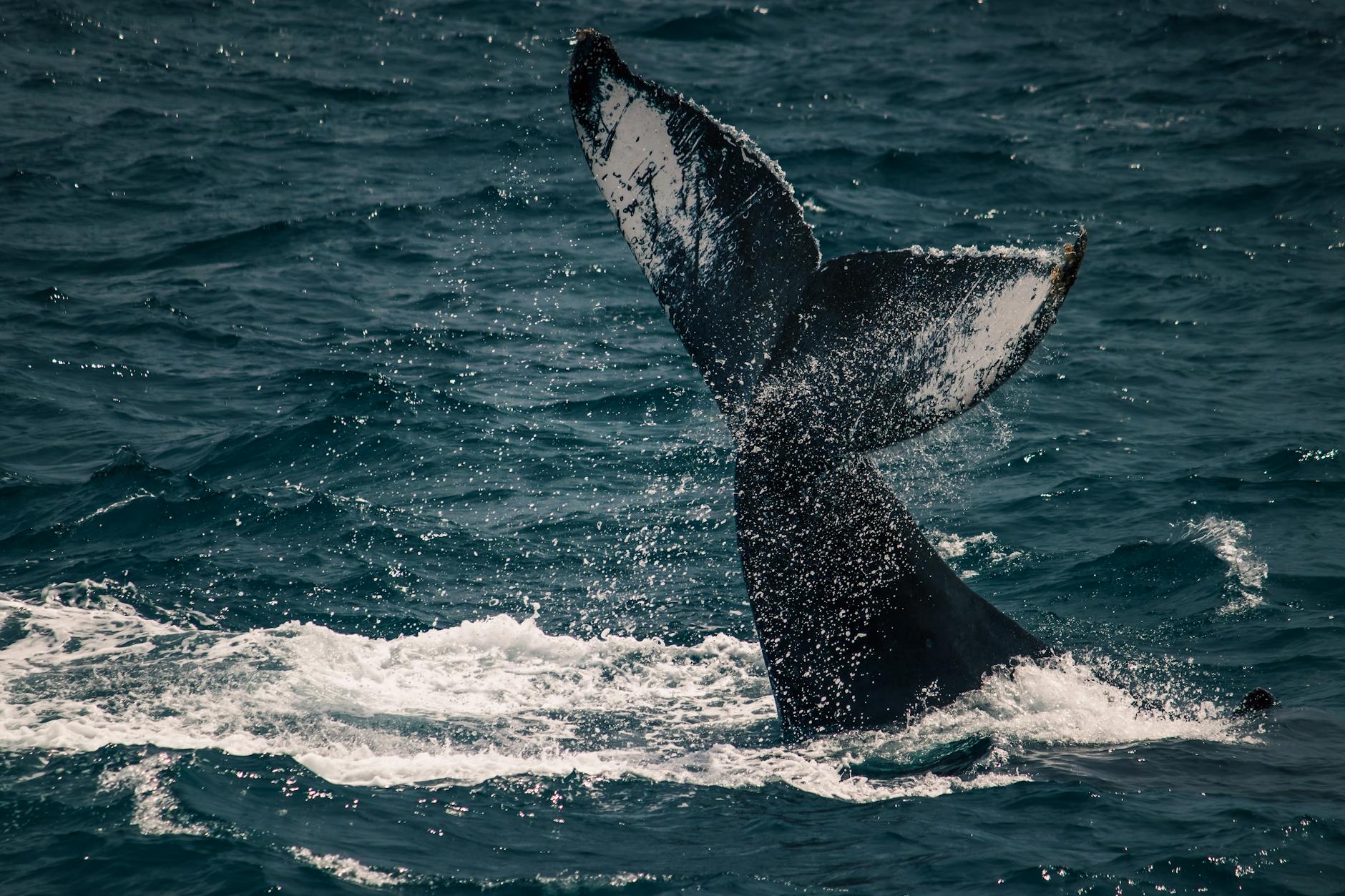 Whale tail emerging from the ocean in Cabo San Lucas Mexico &mdash; the humpback-whale-watching scene that the article highlights as Cabo's December-April family signature