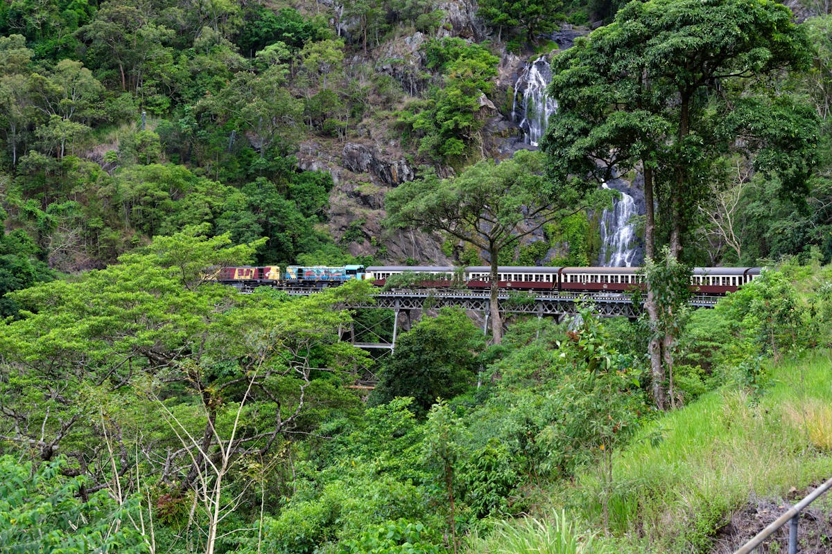 Tropical rainforest with lush green canopy and fern undergrowth in North Queensland