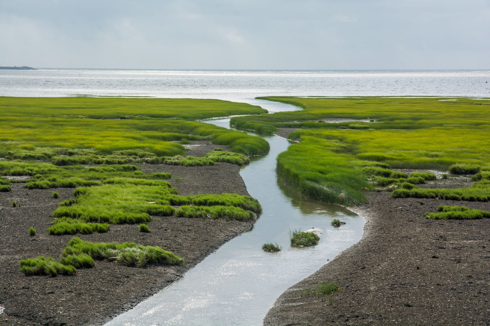 A coastal salt marsh with a winding tidal stream and green grass &mdash; the calm bay-side wetland where families spot herons and crabs