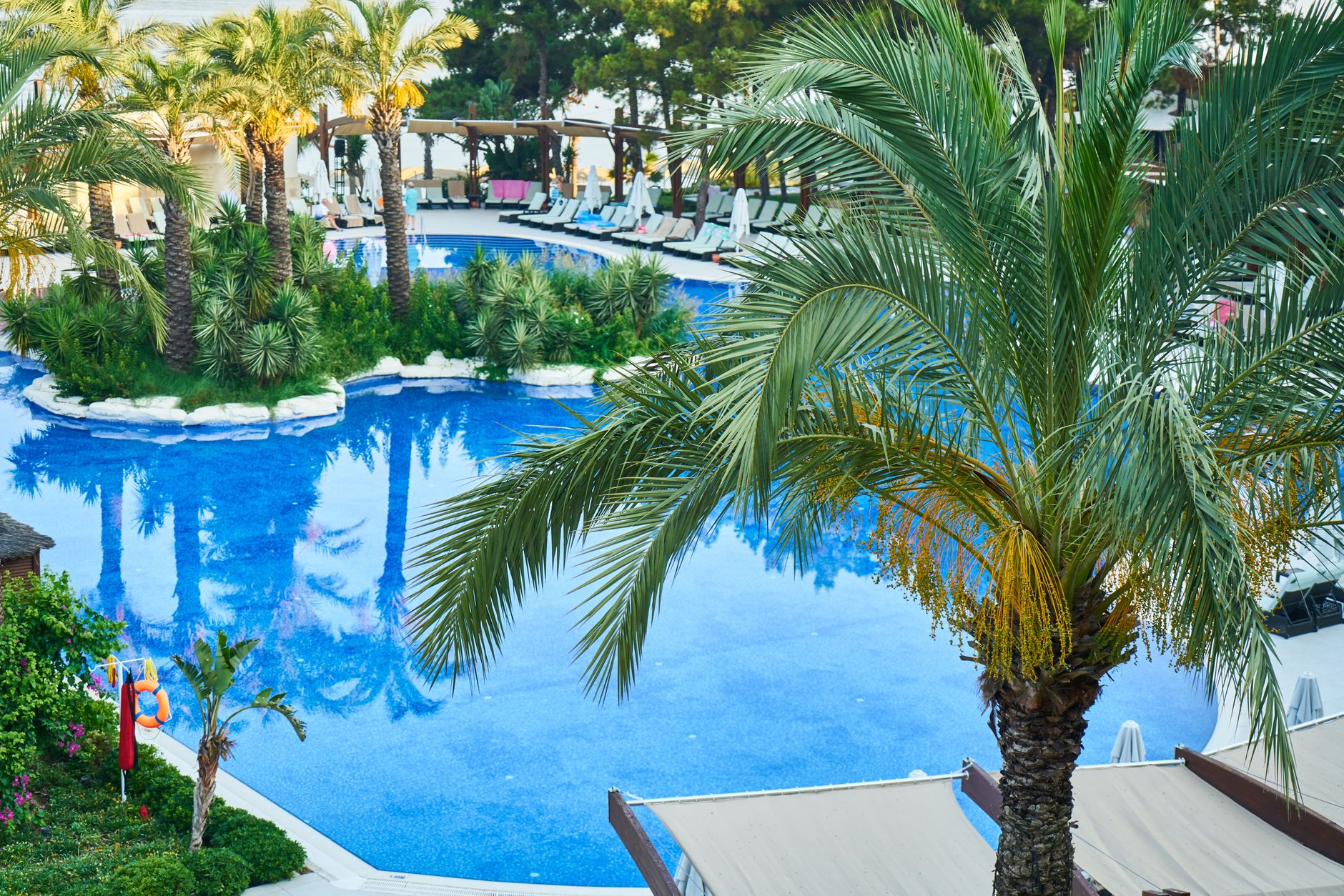 Resort swimming pool lined with palm trees and loungers, the kind of value at Disney World hotels during off-season rates