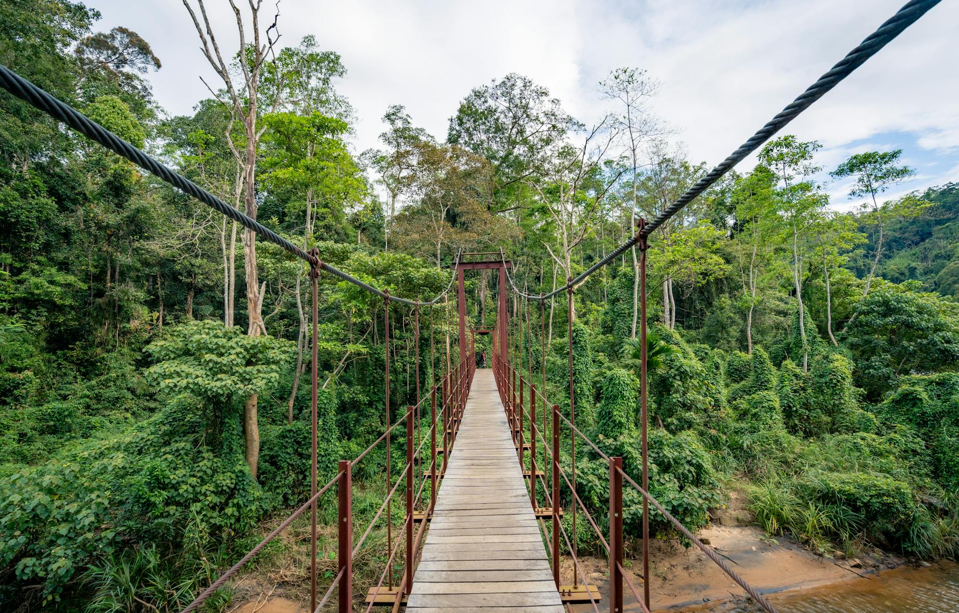 Suspension bridge through lush tropical rainforest canopy in Costa Rica
