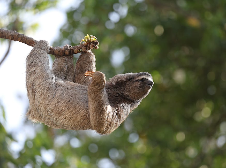 Adorable sloth hanging from tree branch in Costa Rican rainforest perfect wildlife encounter for families