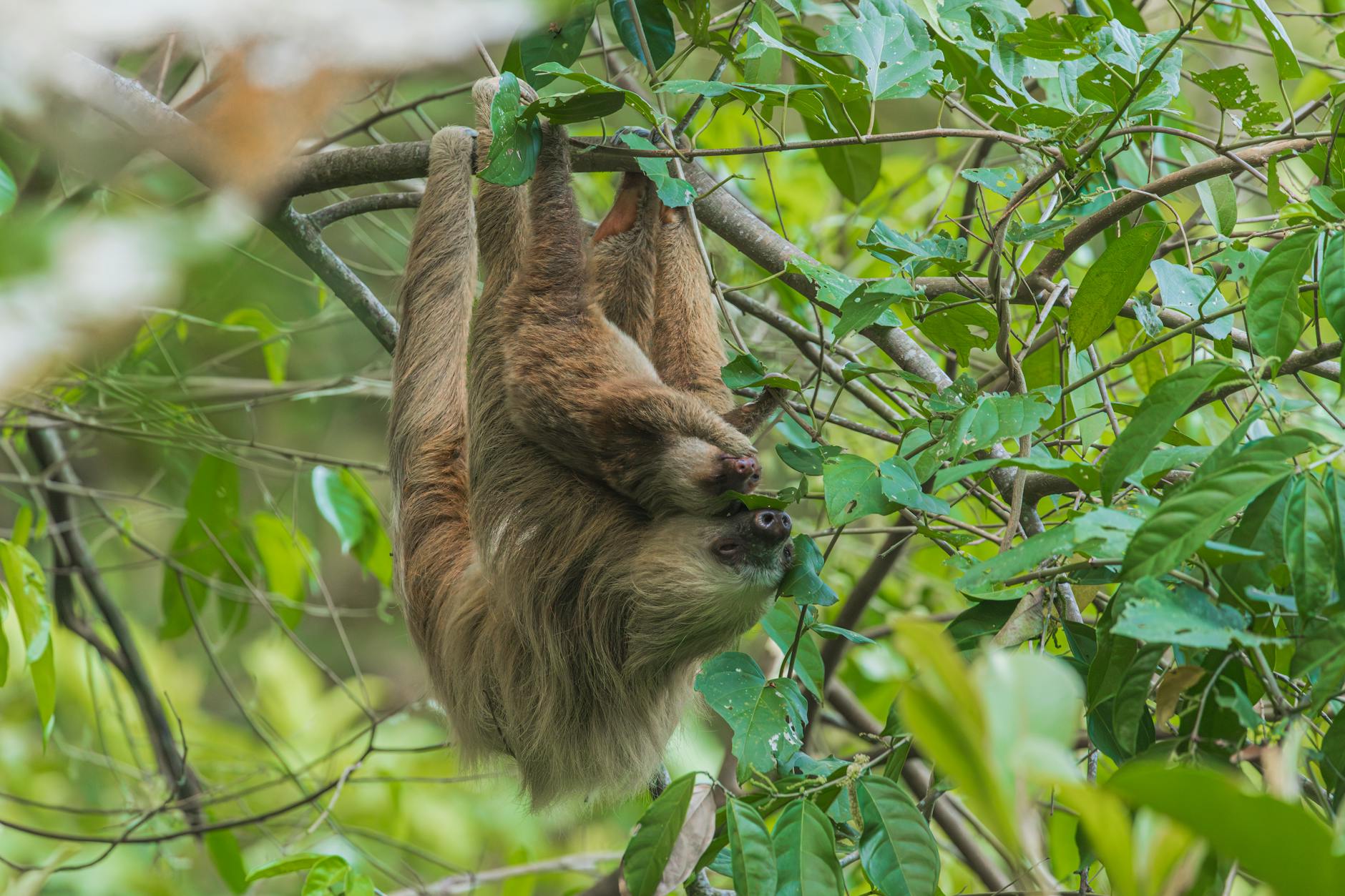 Two sloths hanging upside down in dense jungle foliage in a tropical rainforest canopy