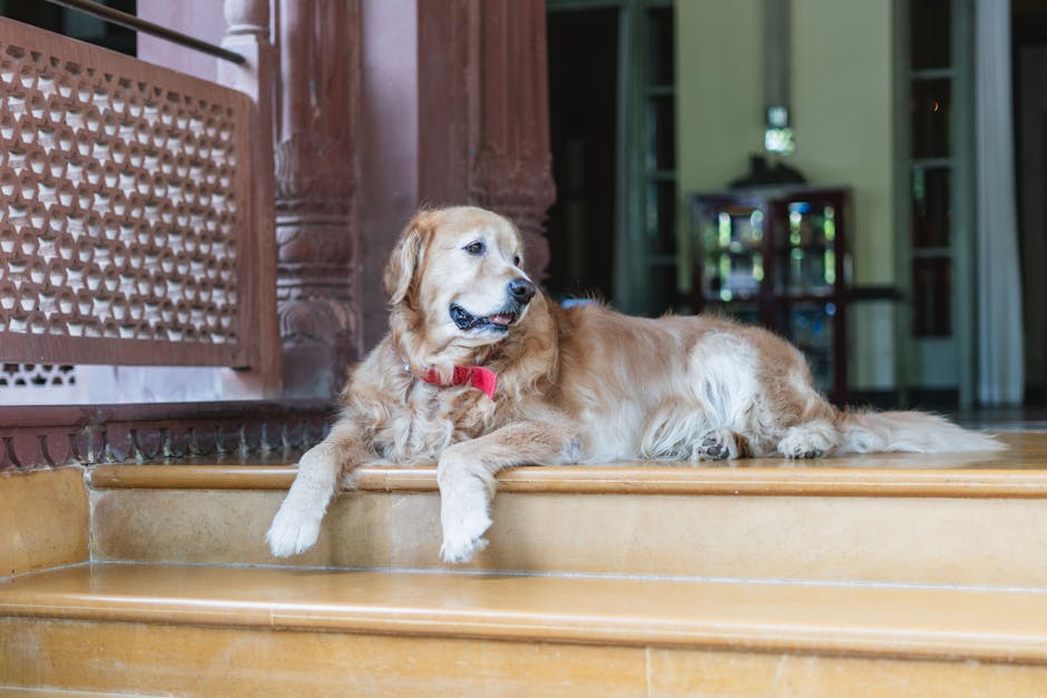 Golden retriever at a pet-friendly hotel entrance welcoming family travelers