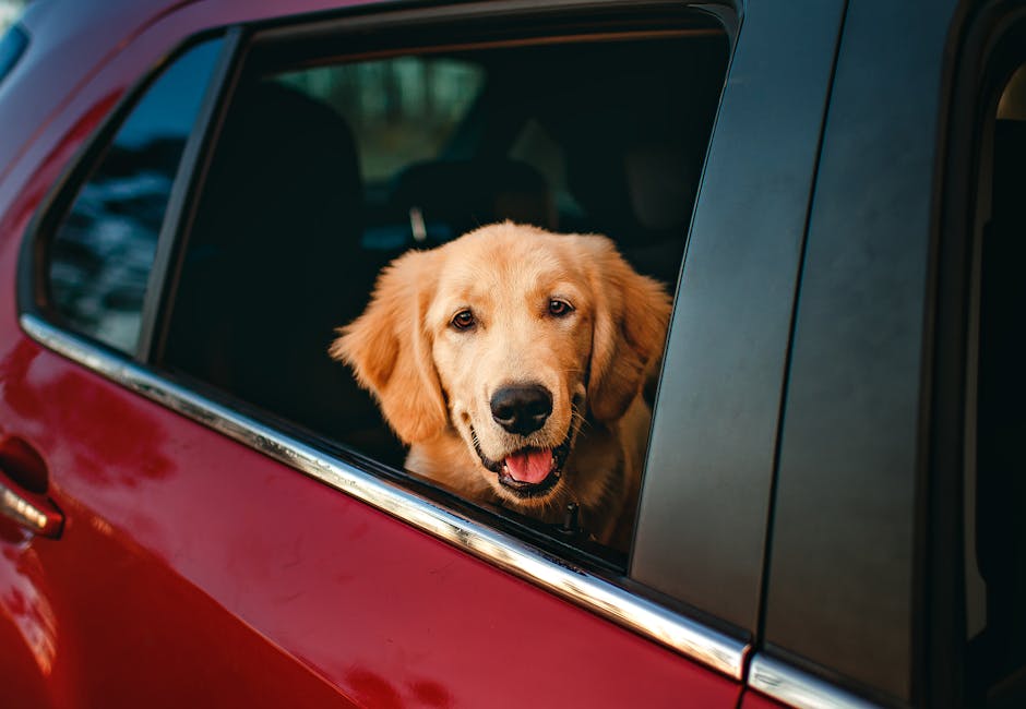 Golden retriever dog with head out of car window enjoying a family road trip
