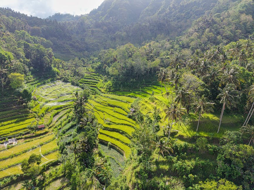 Aerial view of lush green rice terraces in Bali Indonesia