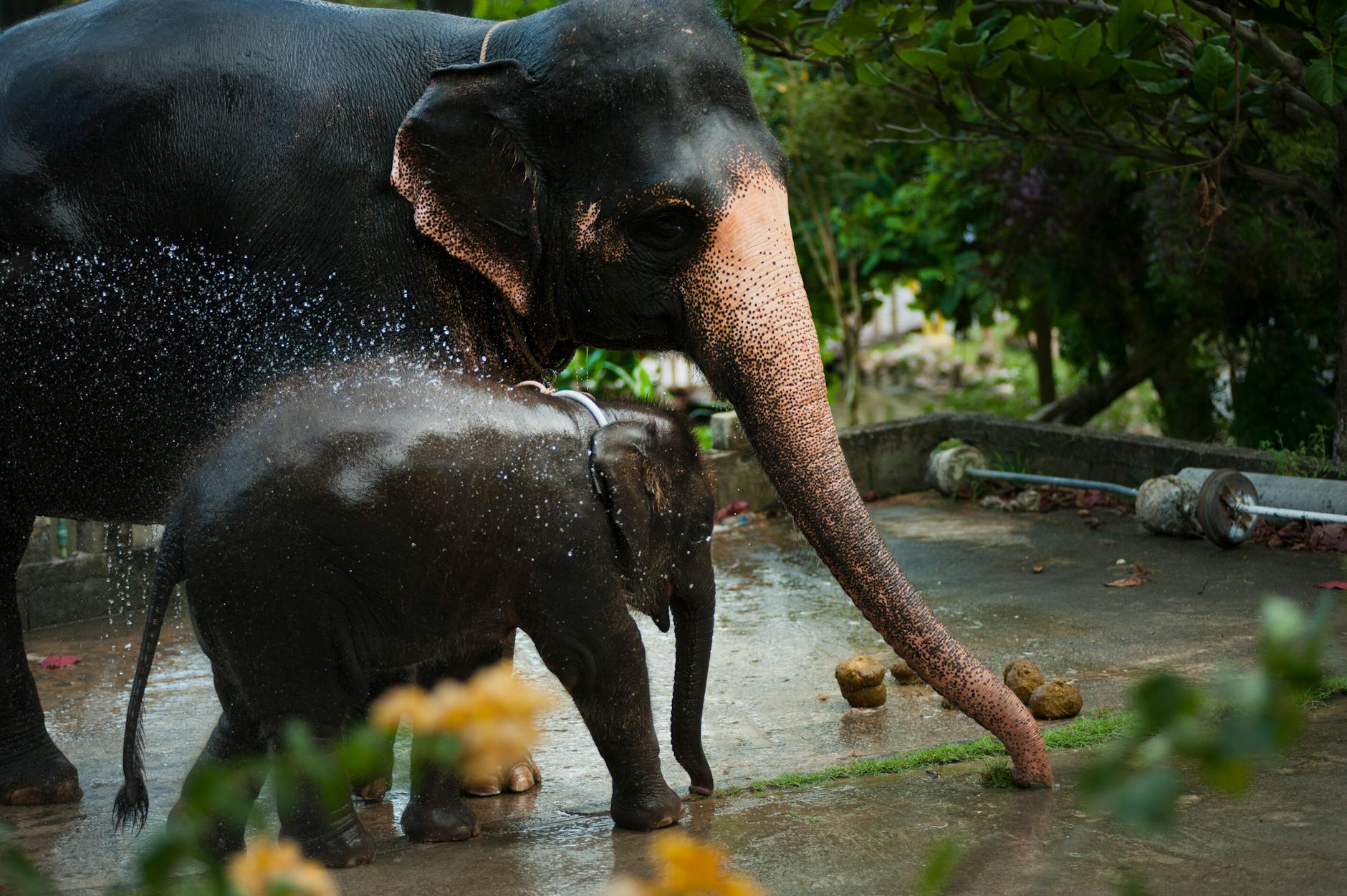 Family experience with elephants in Thailand