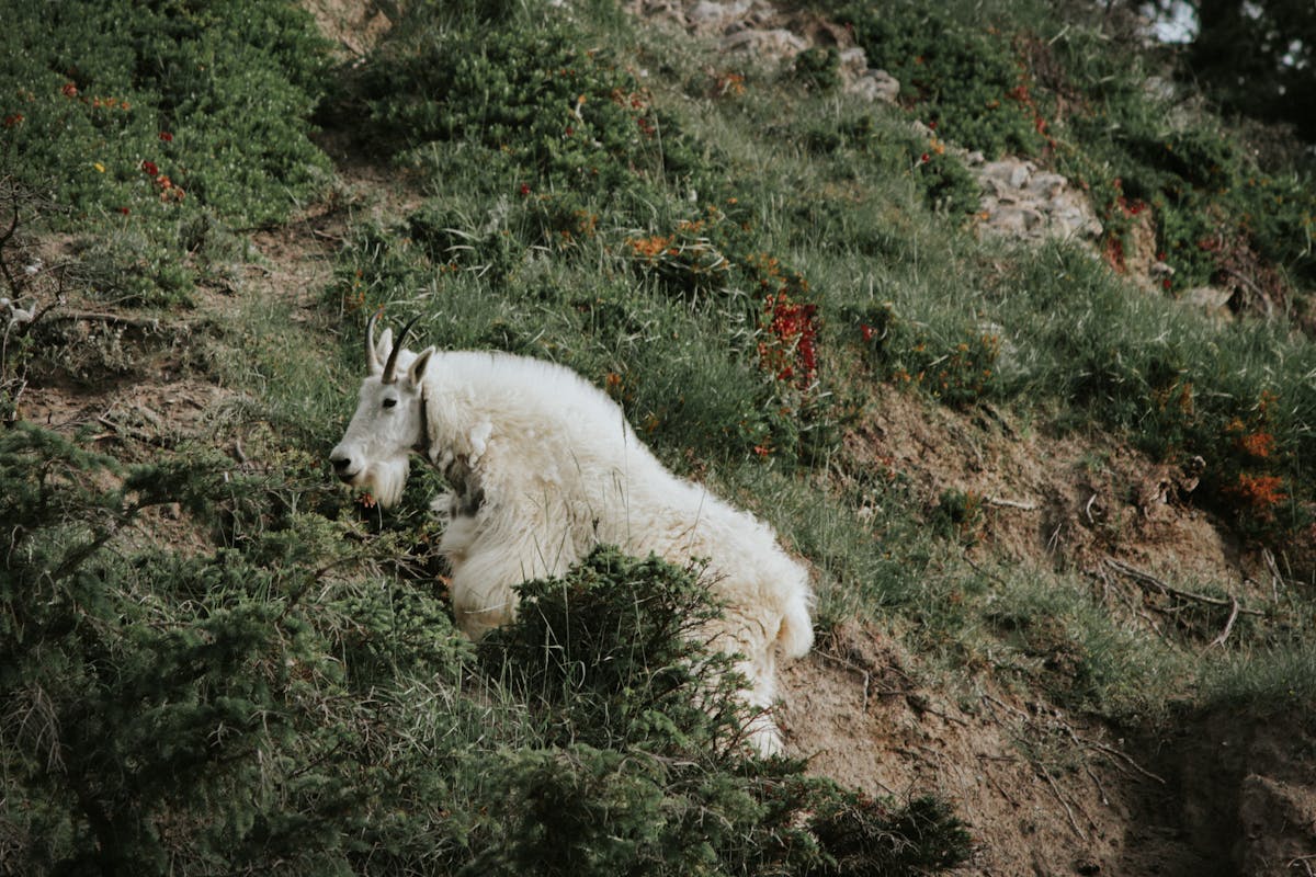 Mountain goat on a grassy alpine slope