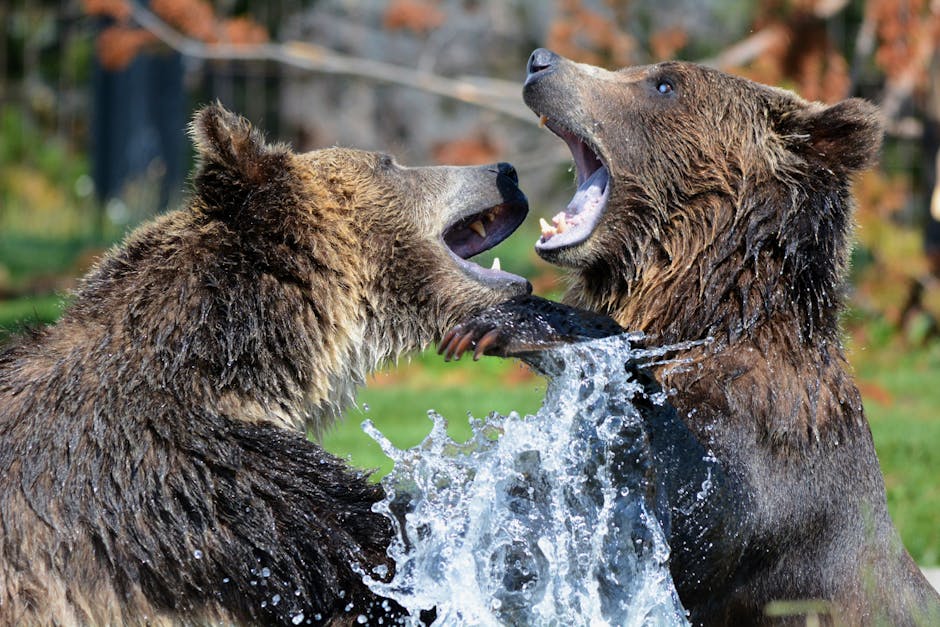 Grizzly bears in their natural habitat