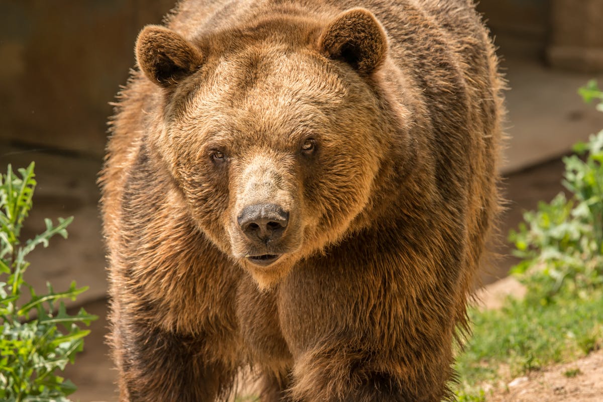 Grizzly bear in the wild at Glacier National Park