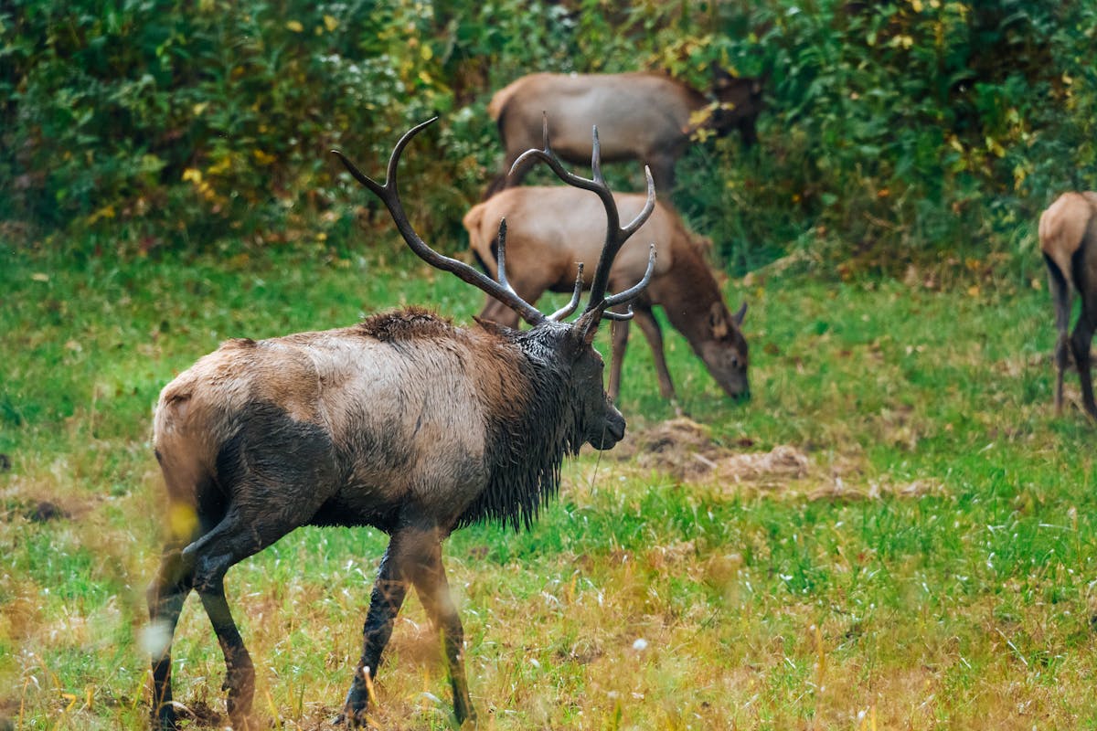 Elk grazing in an open meadow with mountain backdrop in Glacier National Park