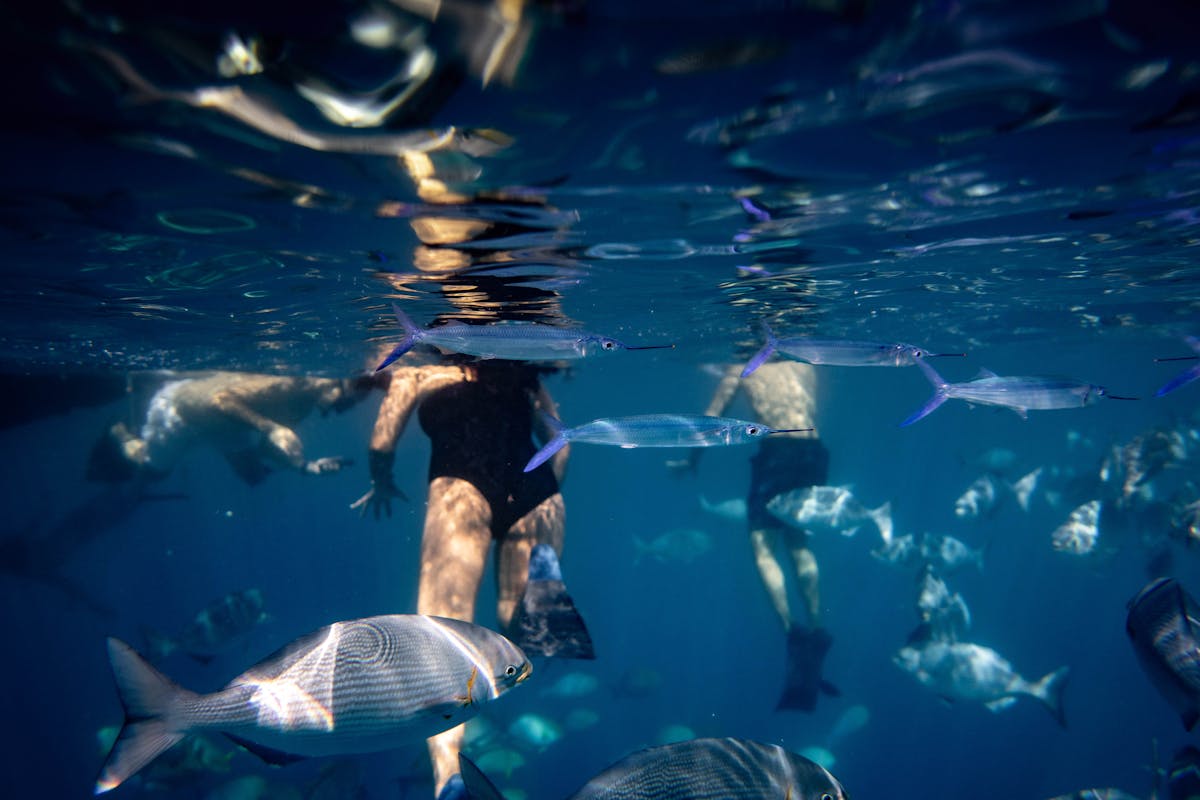 Snorkeling with tropical fish in Hawaiian waters, a popular family activity