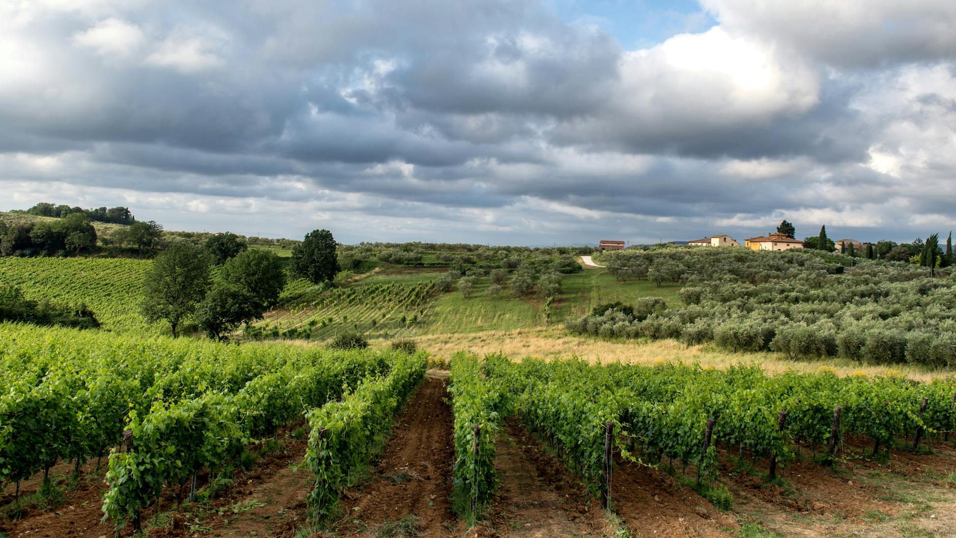 Scenic Tuscan vineyard landscape with rolling green hills under cloudy sky