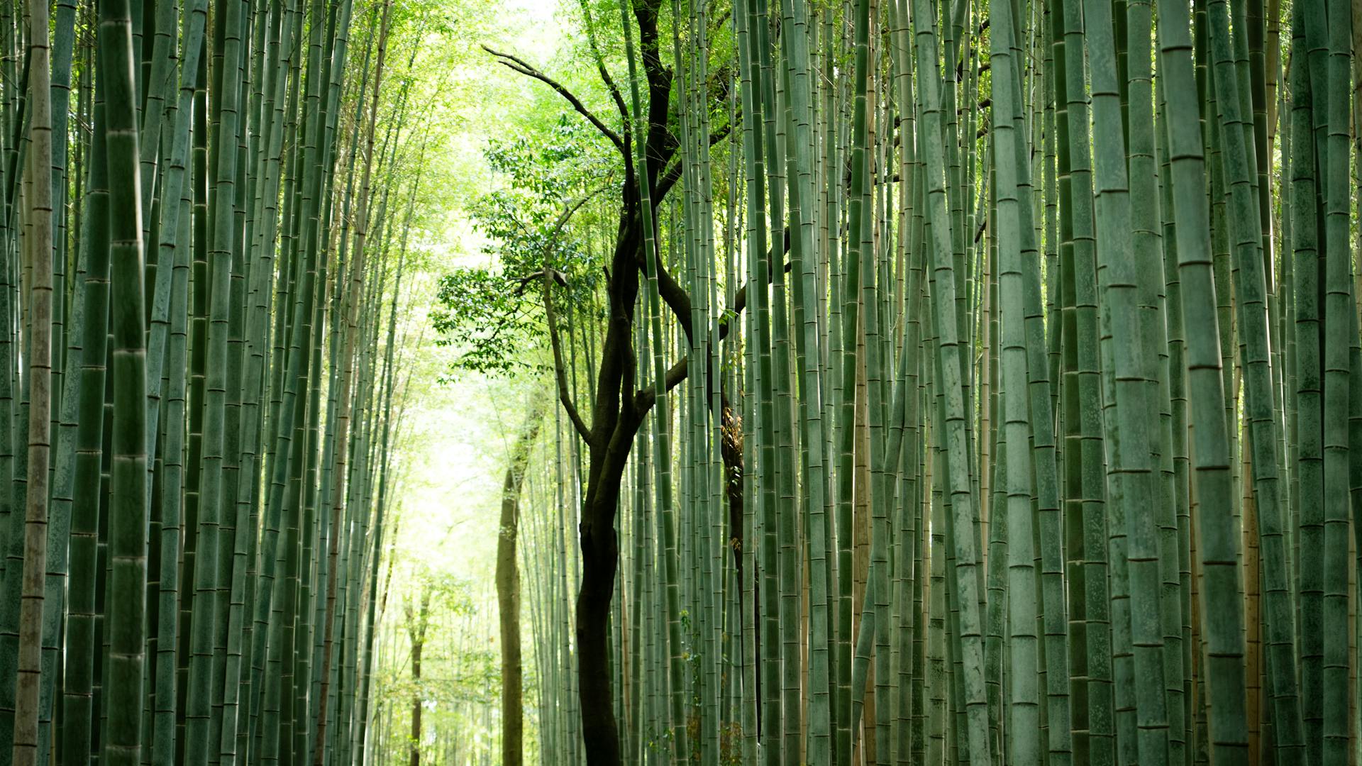 Serene bamboo forest path in Arashiyama, Kyoto