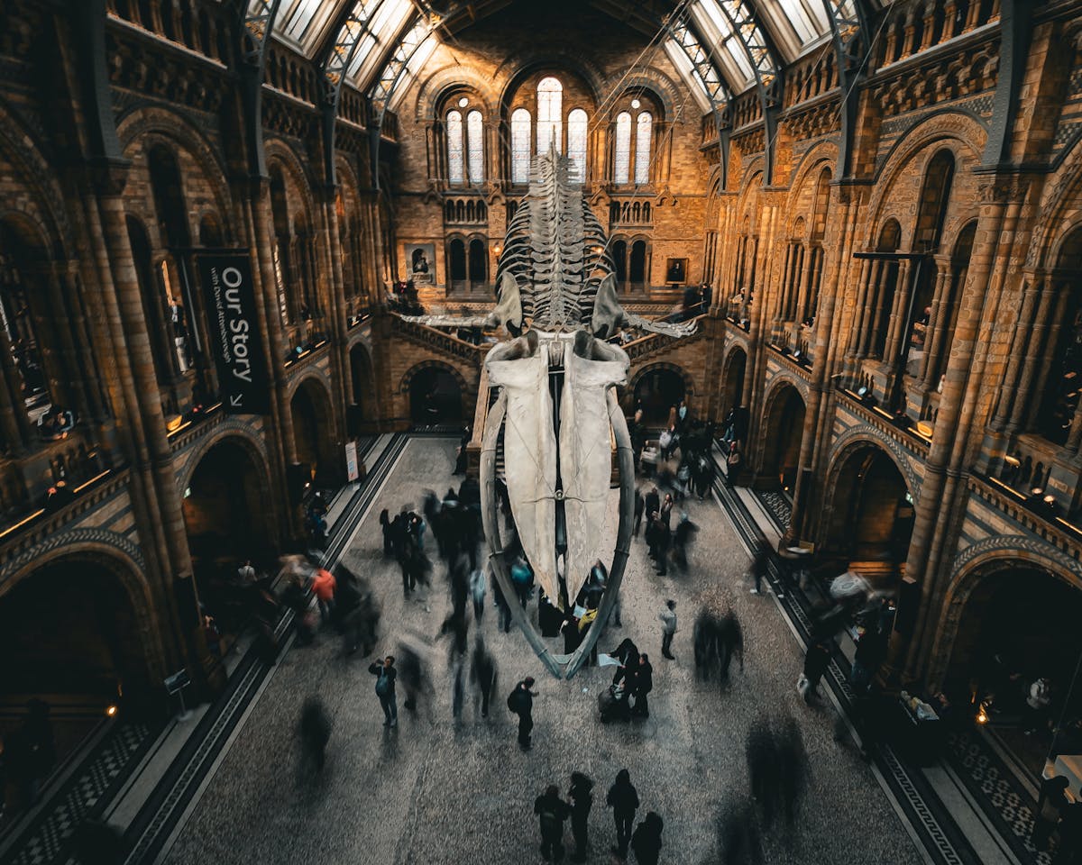 Natural History Museum interior hall with whale skeleton exhibit