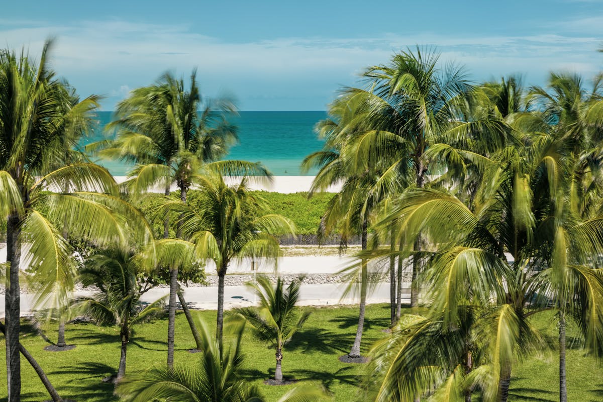 Palm trees along Miami Beach oceanfront on a clear day