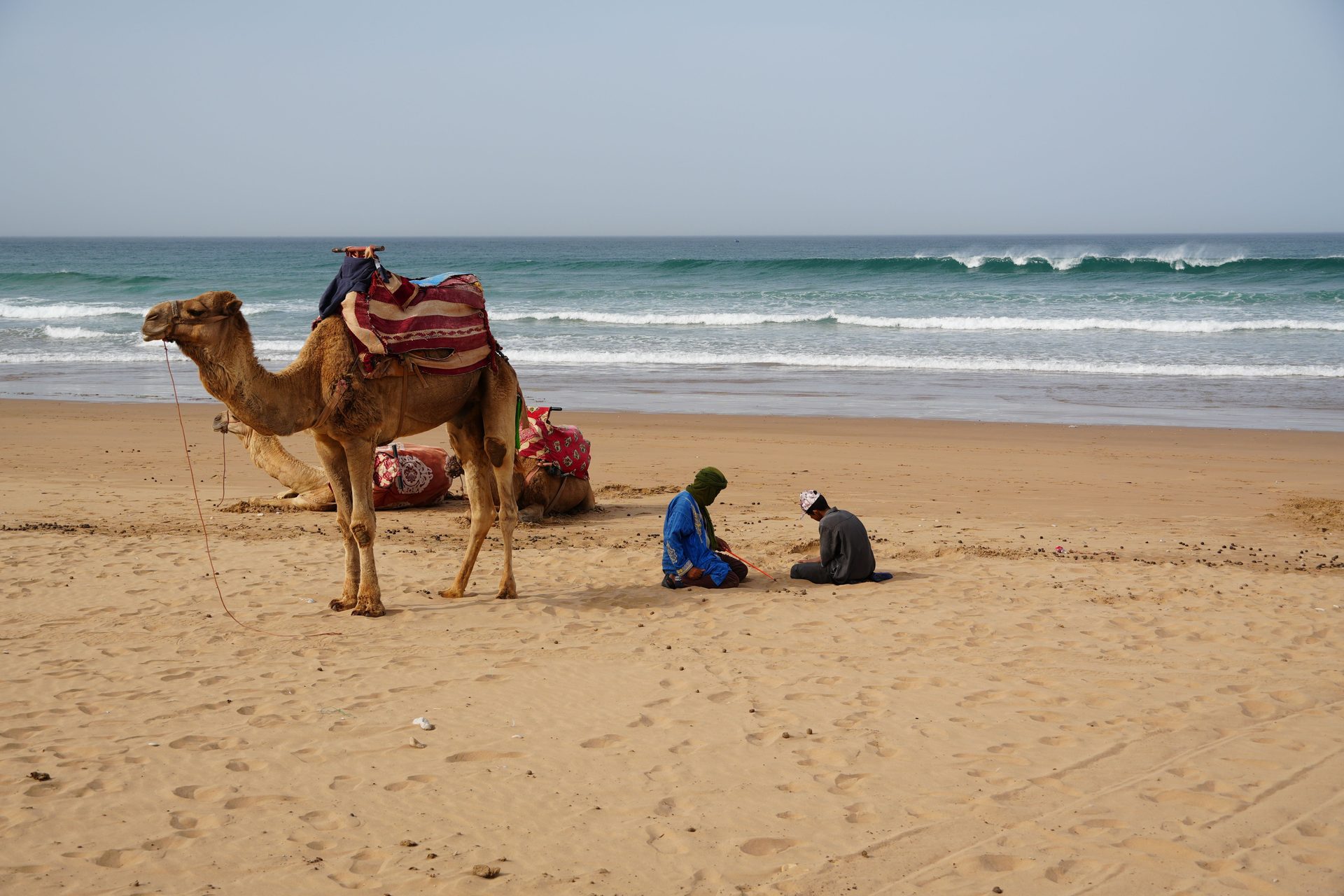 A saddled camel on the wide sandy beach at Agadir with Atlantic waves behind