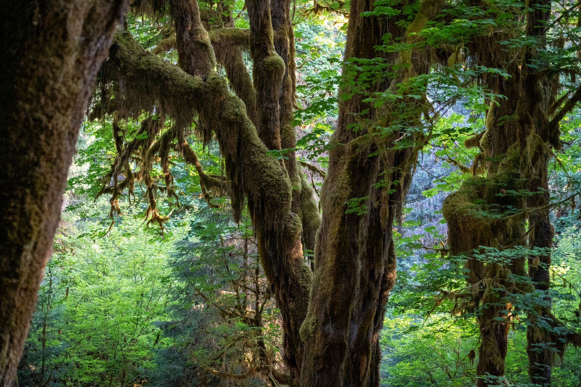 Moss-draped trees in the Hoh Rainforest of Olympic National Park, Washington &mdash; the lush green-cathedral walk families take among the giants