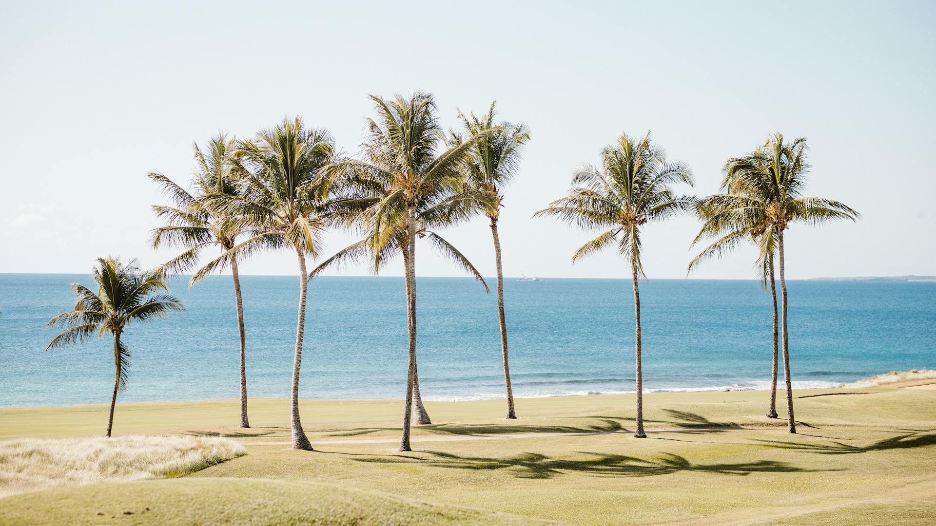 Palm trees along the Caribbean shoreline in the Dominican Republic