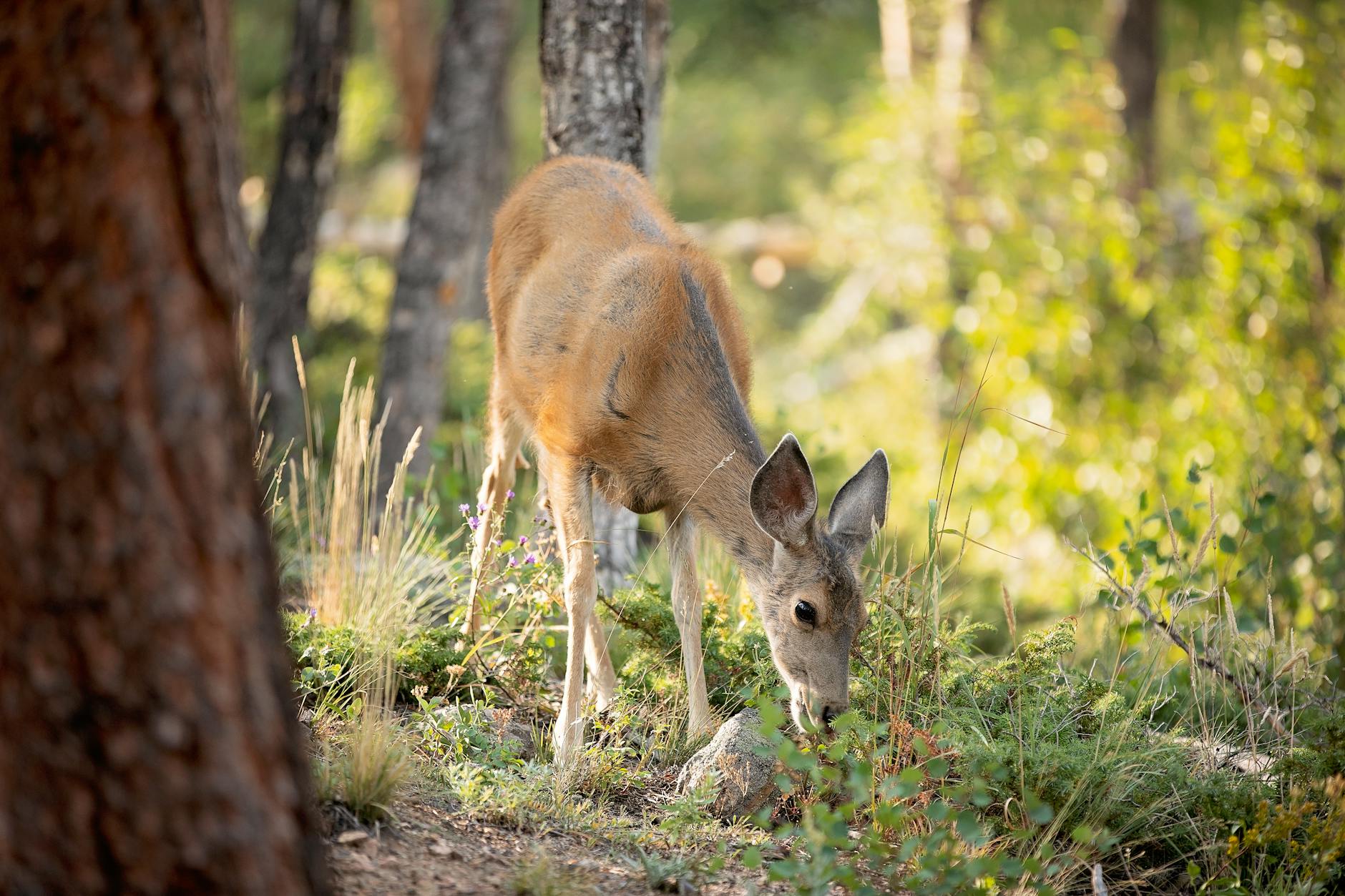 Mule deer grazing in a forest clearing at Rocky Mountain National Park Colorado
