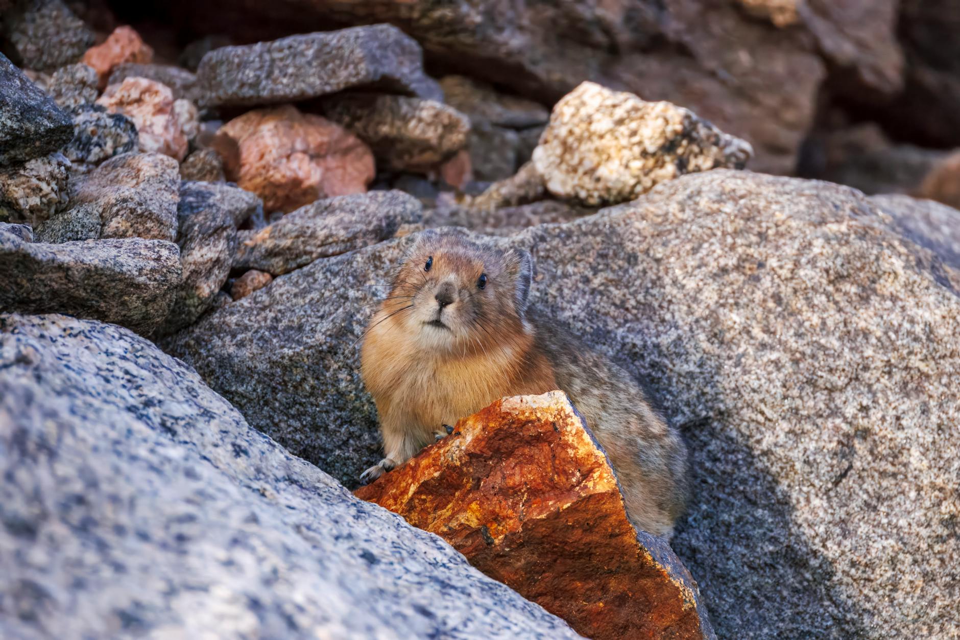 American pika perched on alpine rocks in the Colorado Rocky Mountains