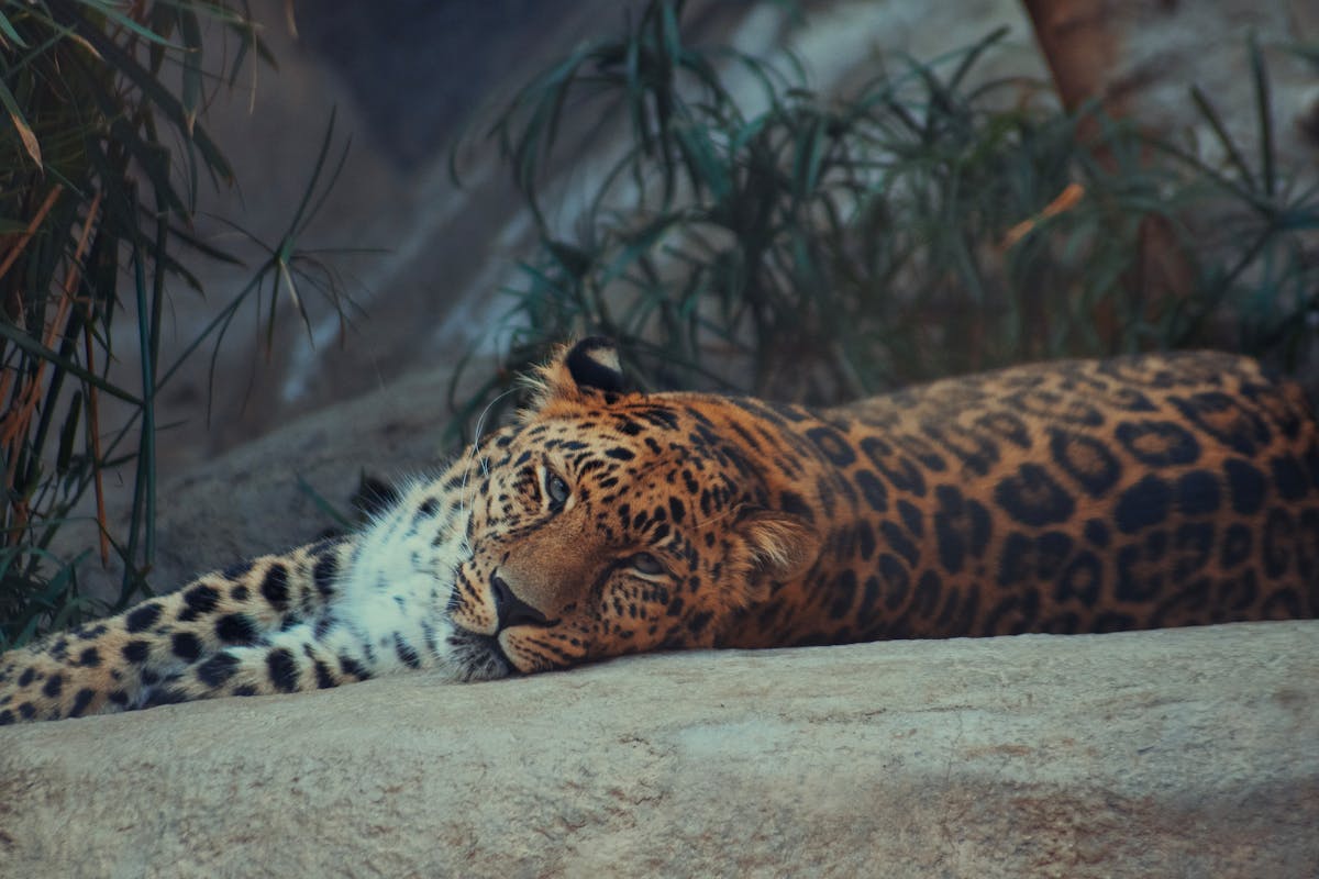 Families visiting animal exhibits at a zoo similar to San Diego Zoo