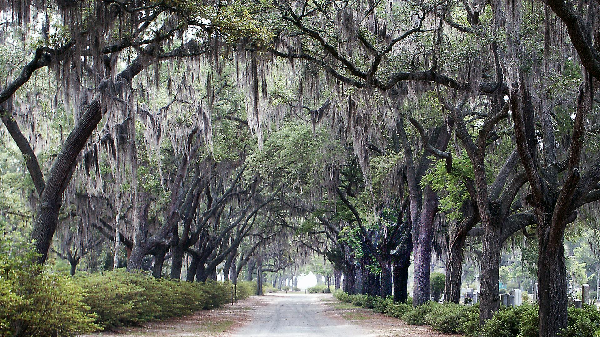 Savannah vs Charleston with Kids: Southern City Comparison