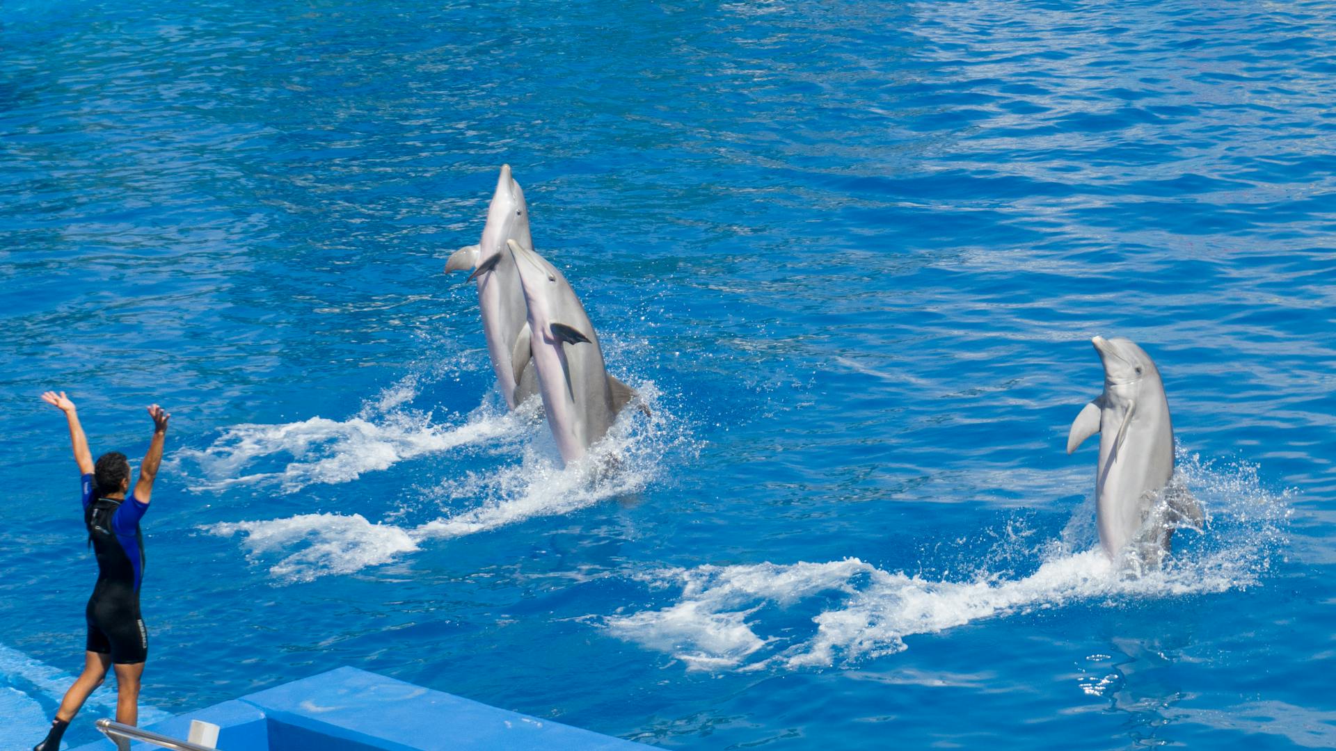 SeaWorld vs Busch Gardens for Families: Which Park Is Worth It?