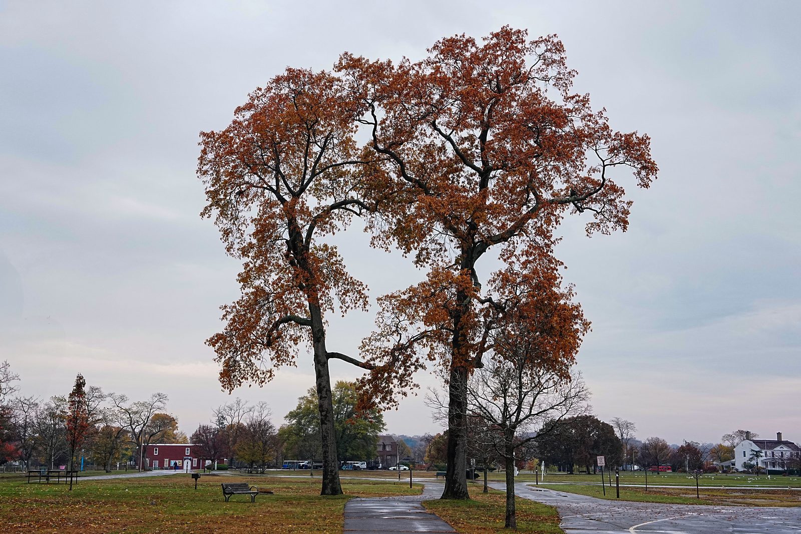 Russet oak trees over an empty park path on an overcast late-November day, a quiet Thanksgiving city-break scene