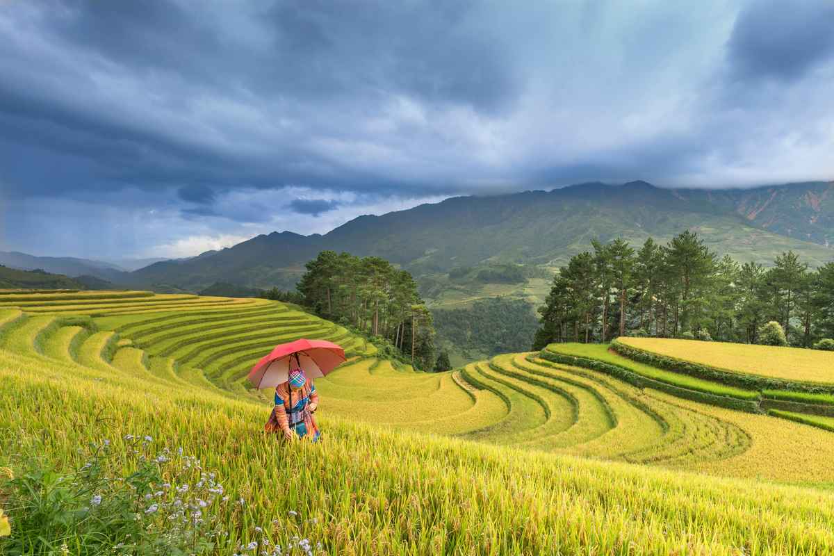 Vietnamese rice terraces and countryside perfect for family bike tours and cultural exploration