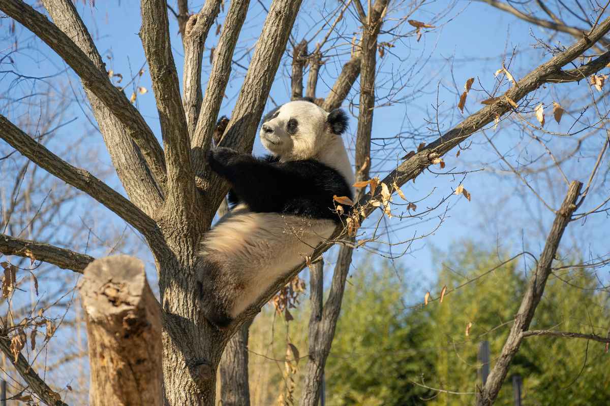 Smithsonian National Zoo panda habitat in Washington DC, free family attraction
