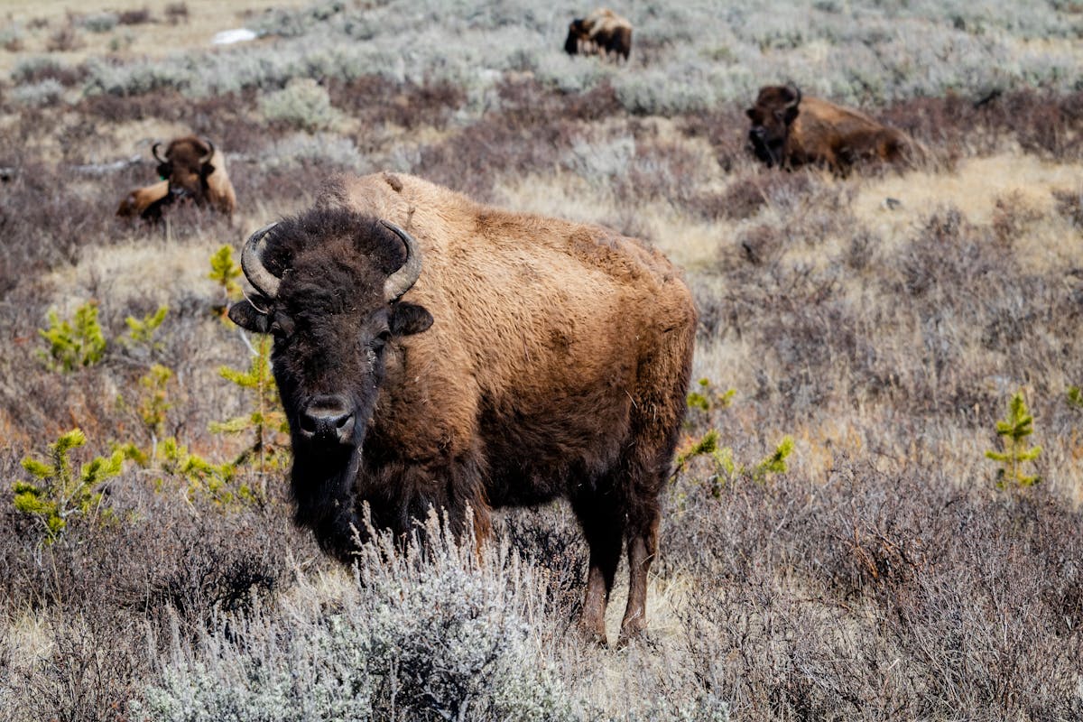 American bison grazing in a green meadow at Yellowstone with steam rising in the background