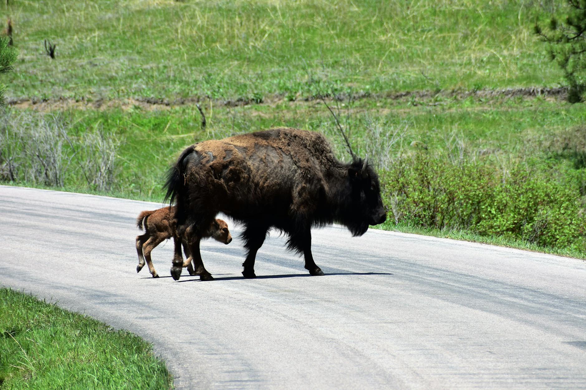 Bison and calf crossing the road in Yellowstone National Park &mdash; wildlife stops are a frequent cause of higher-than-expected gas costs