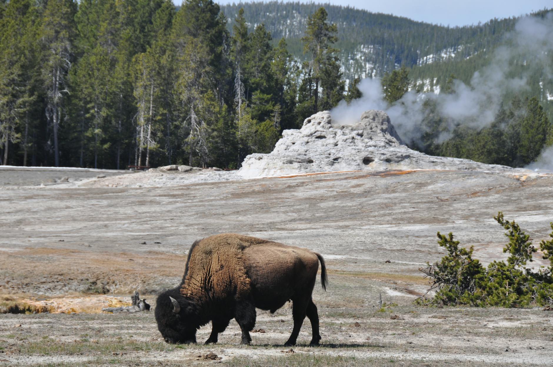 Bison grazing near a geyser in Yellowstone National Park representing the signature wildlife and geothermal landmarks families visit