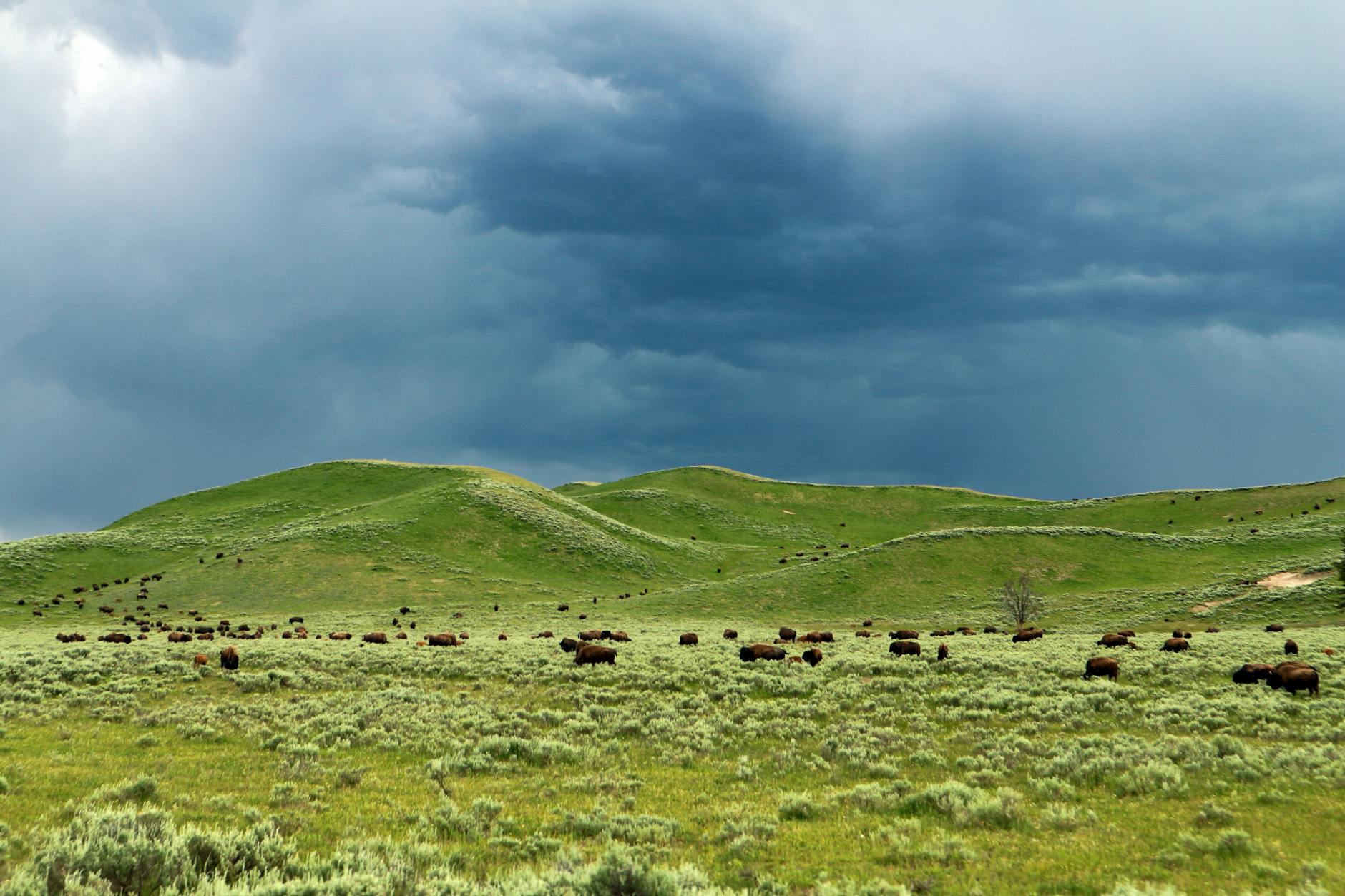 Bison herd grazing in a Yellowstone National Park valley with green hills