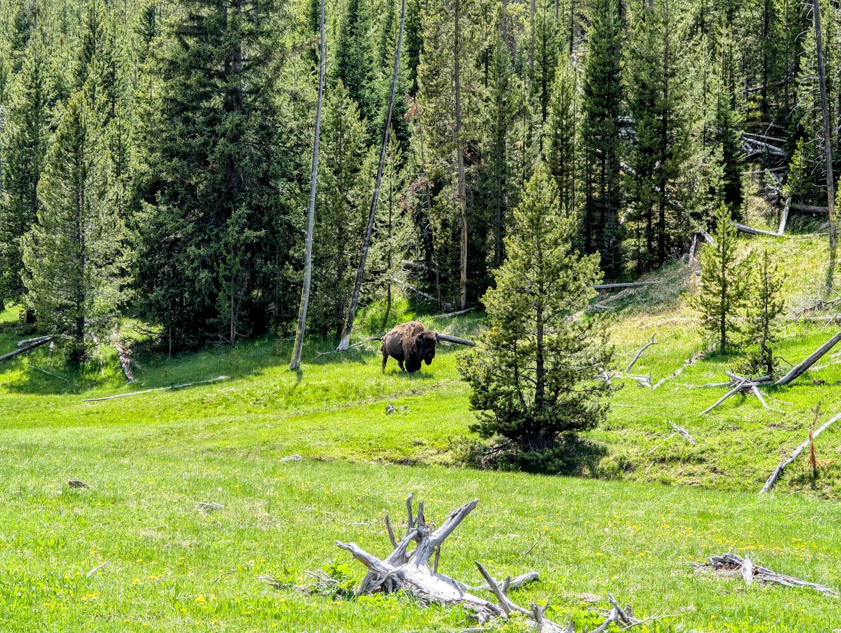 American bison grazing in lush Yellowstone National Park grassland during summer family vacation