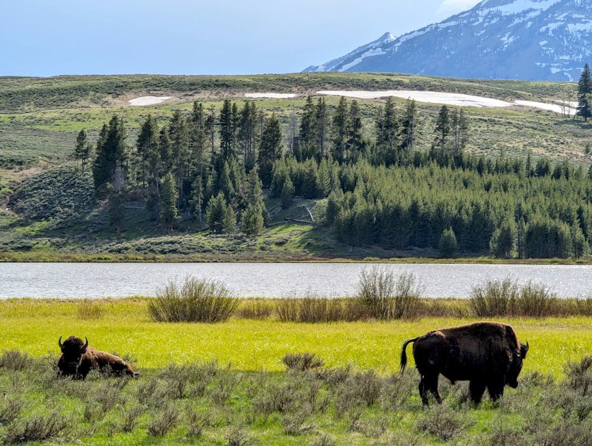 Bison grazing near river with mountains in Yellowstone National Park