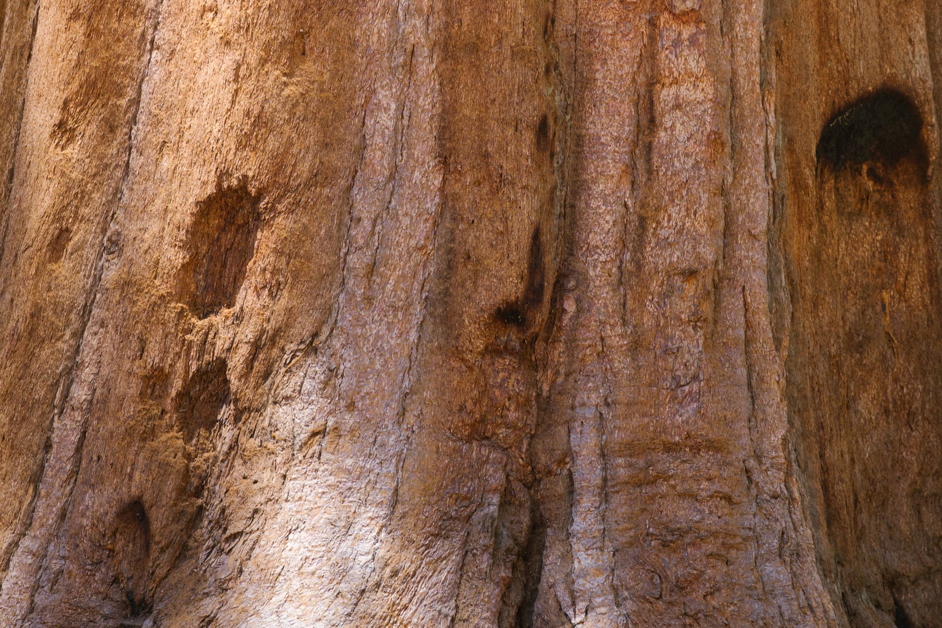 A giant sequoia towering over the Mariposa Grove boardwalk in Yosemite &mdash; a flat, accessible walk that works for younger kids