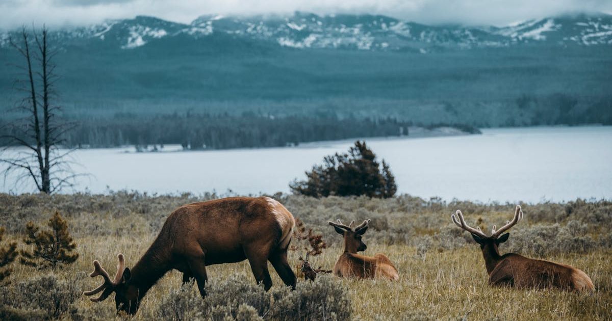 Rocky Mountain National Park Family Guide: Complete Planning Guide with Kids (2025)